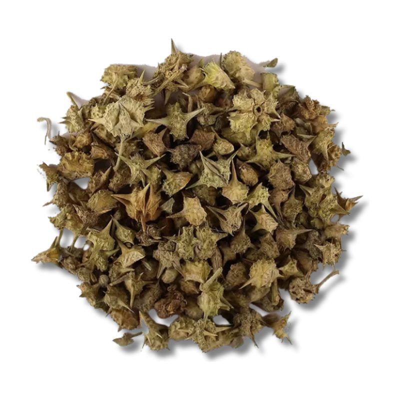 Dried gokshura seed pods